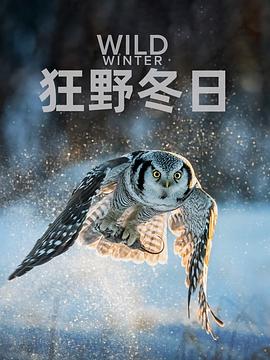 狂野冬日第一季 (2024) 海报